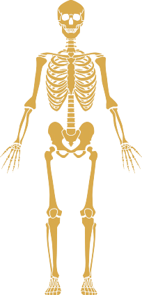 Multifidus Muscle Dysfunction | American Pain Consortium