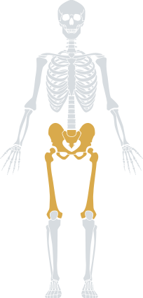 Multifidus Muscle Dysfunction | American Pain Consortium