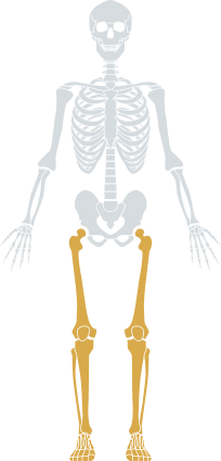 Multifidus Muscle Dysfunction | American Pain Consortium